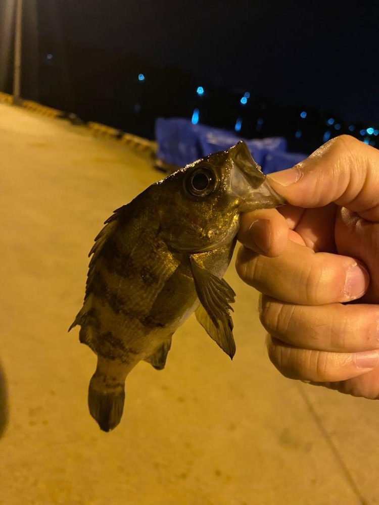 極寒期メバリング⑤