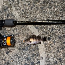 23メバリング日記2