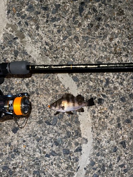 23メバリング日記2