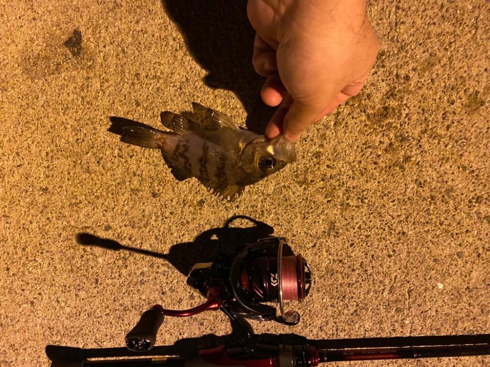 極寒期のメバリング