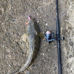 今年初大物です