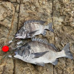 九十九島チヌ釣り❗️