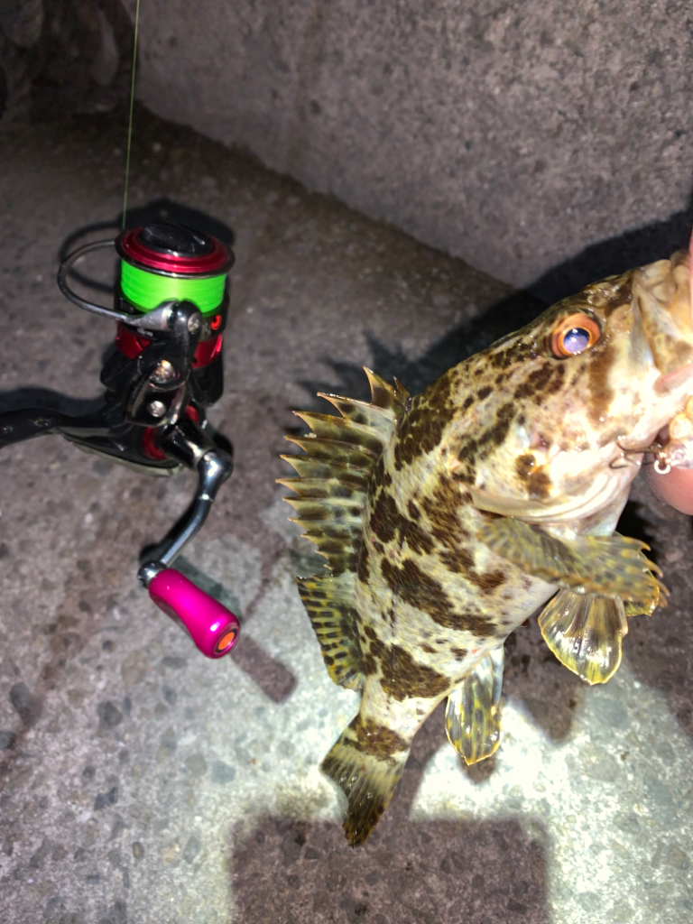 メバル12＋タケノコメバル①