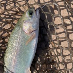 またしてもニジマスのみ