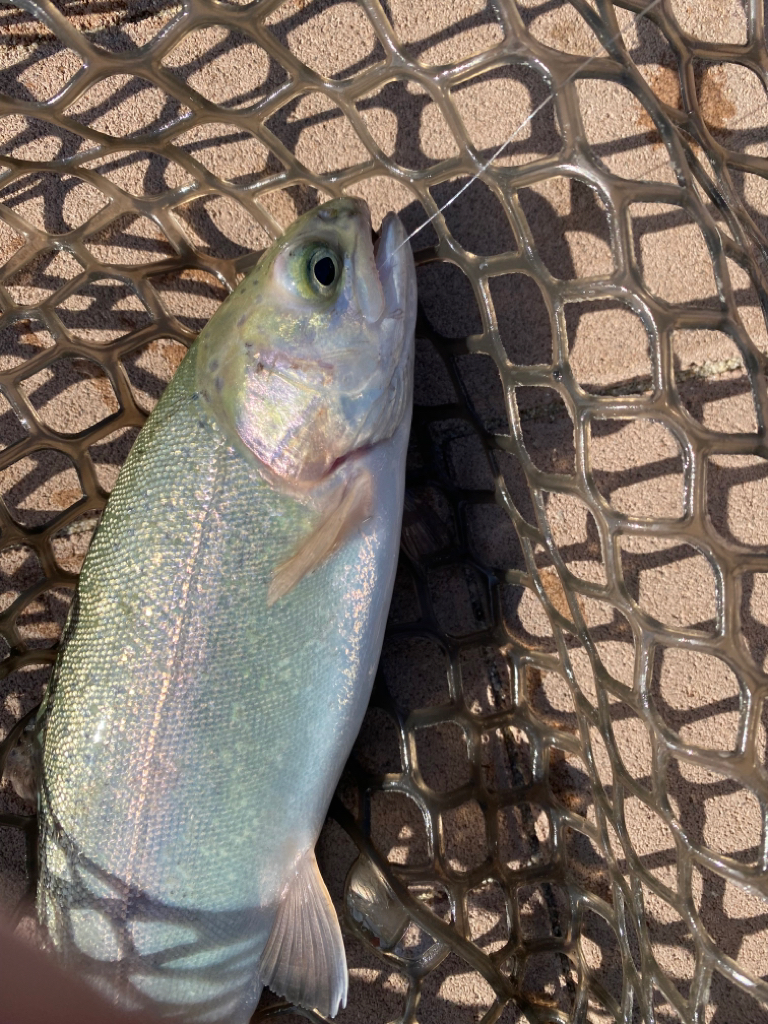 またしてもニジマスのみ