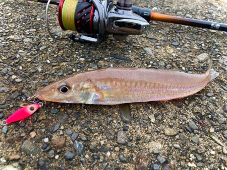 ジグでワンサイズ上のガシラを狙うにゃ！