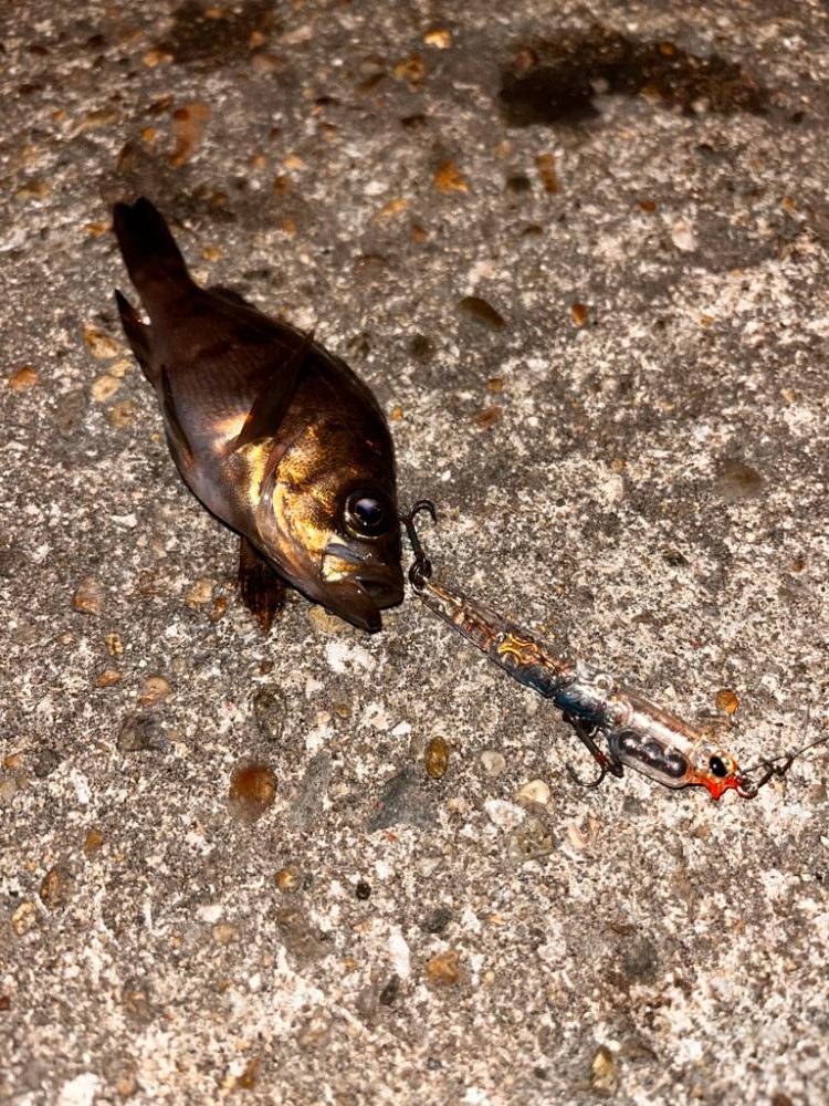 メバルプラッキング