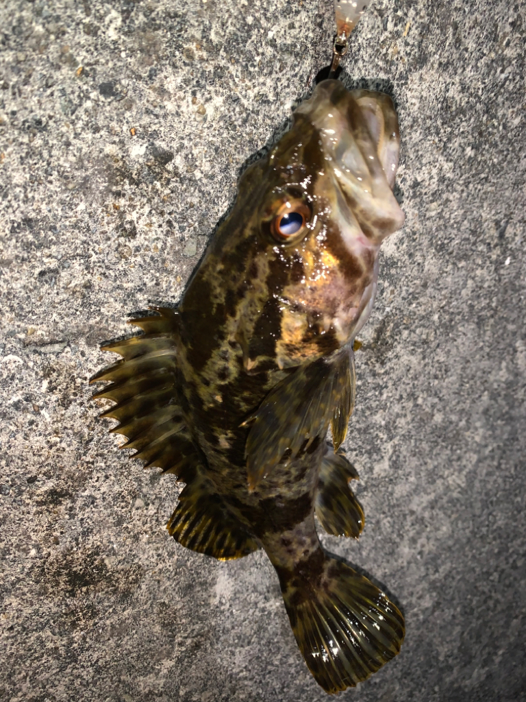 タケノコメバル③