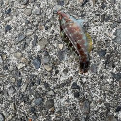 少し遠出ライトゲーム②