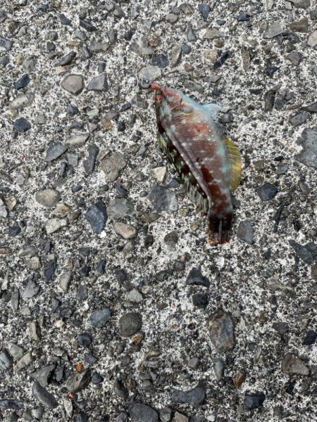 少し遠出ライトゲーム②