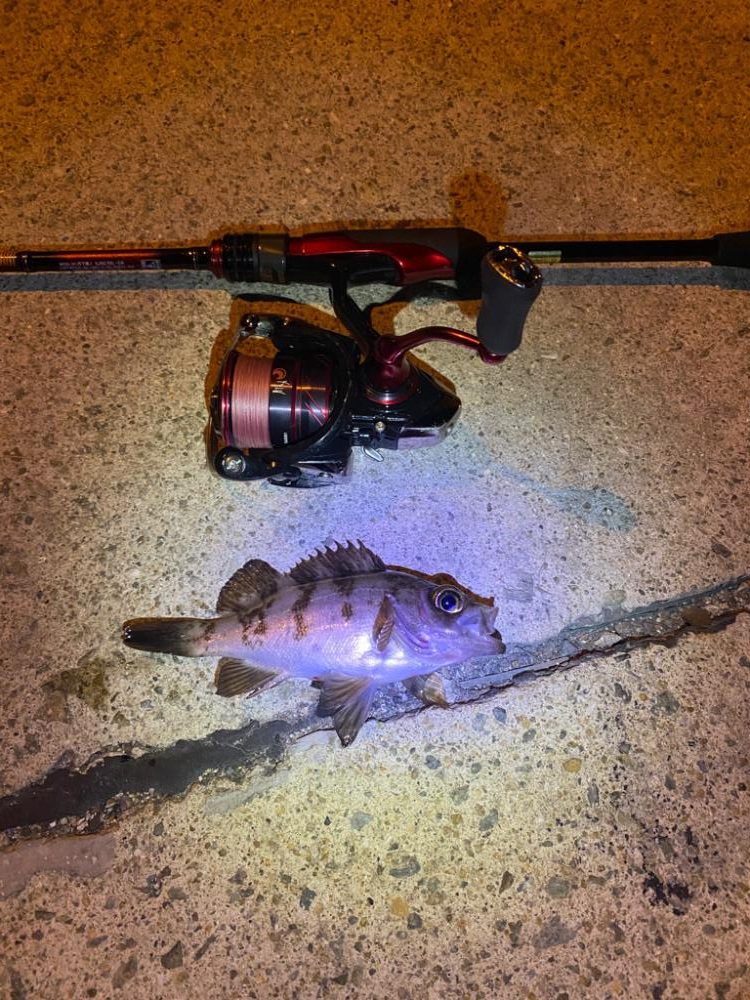 極寒期メバリング②