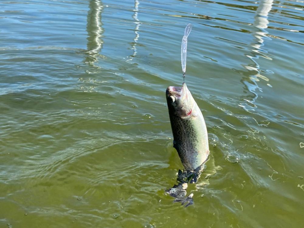 かめプー　春です。　エリアトラウト