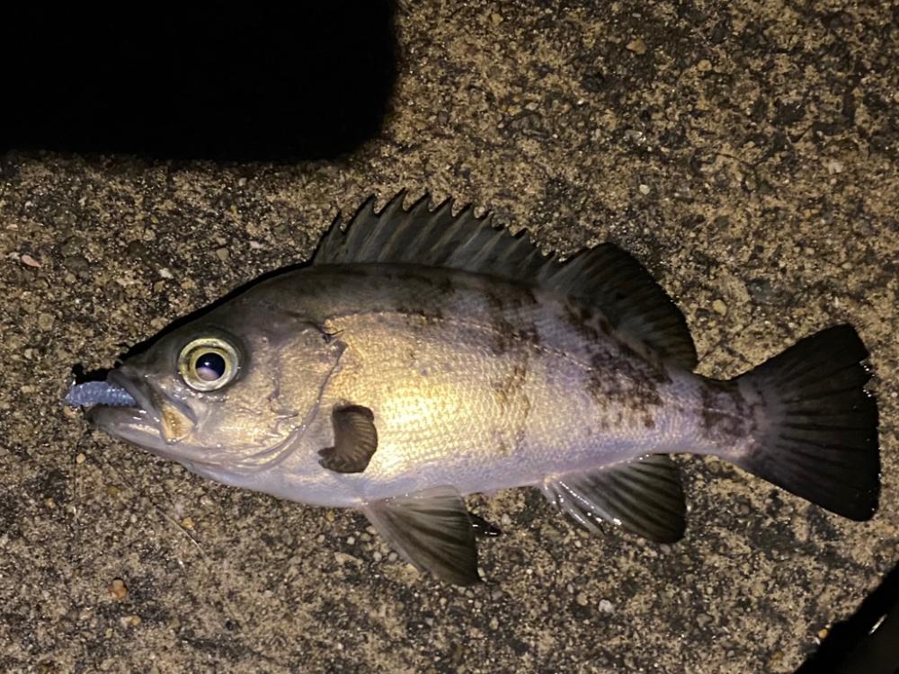 淡路メバリング