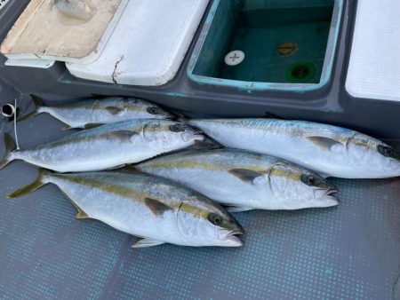 ヒラマサジギング