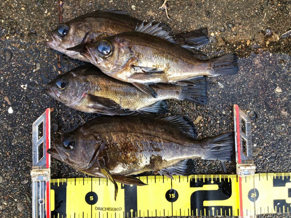 早朝の満月メバリング