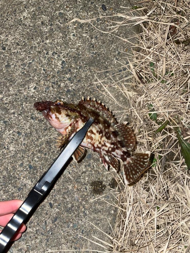 夕まずめアジング