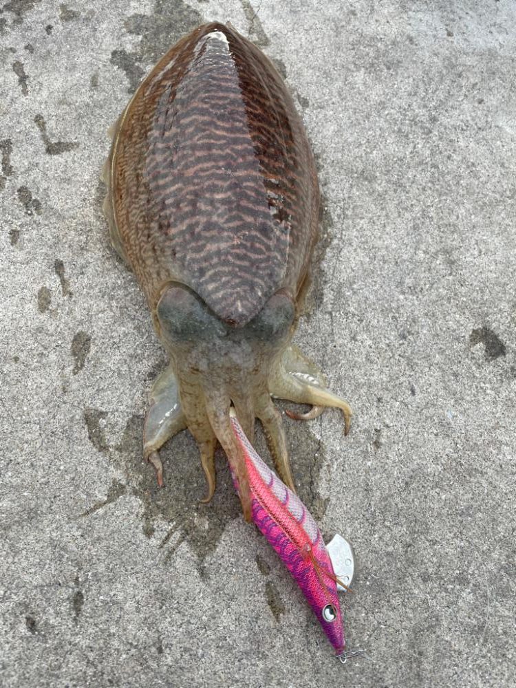 スミイカエギング