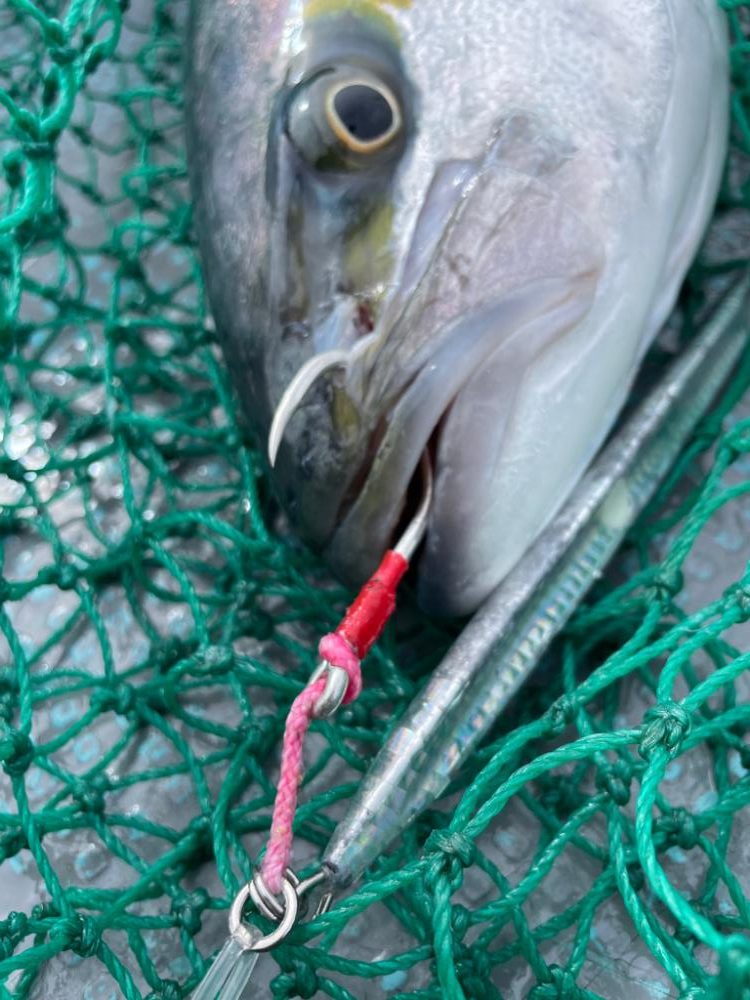 ヒラマサジギング