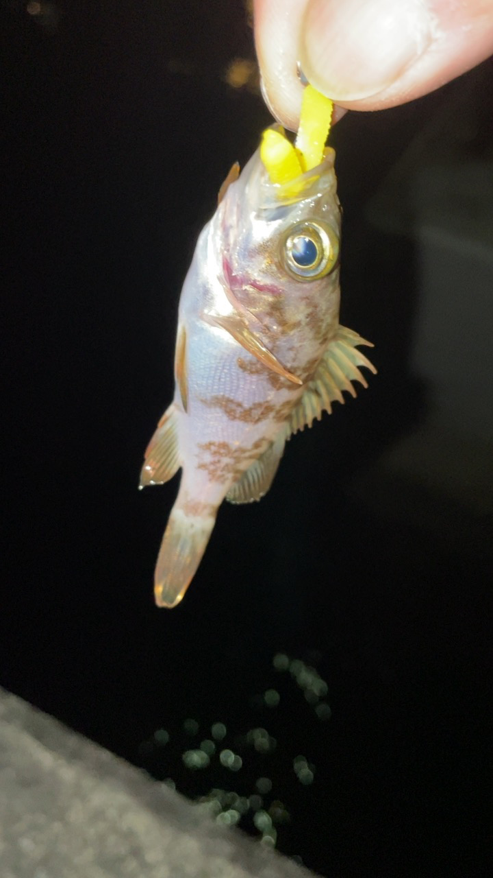 久しぶりのメバリング♪