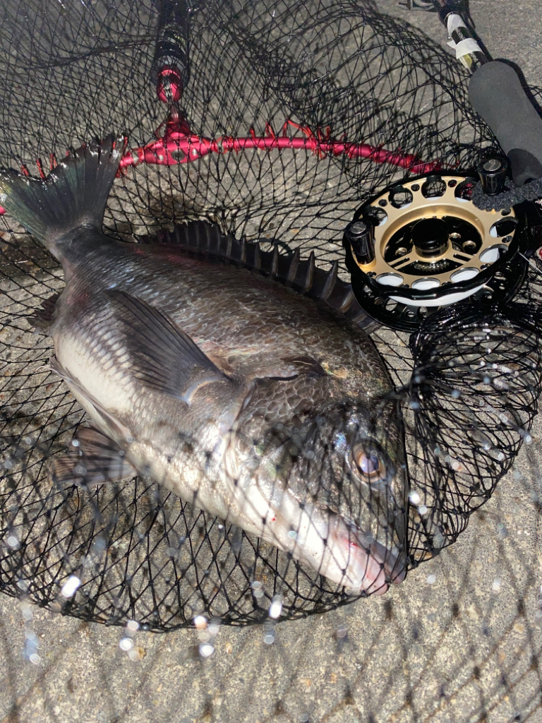 ヘチってきました