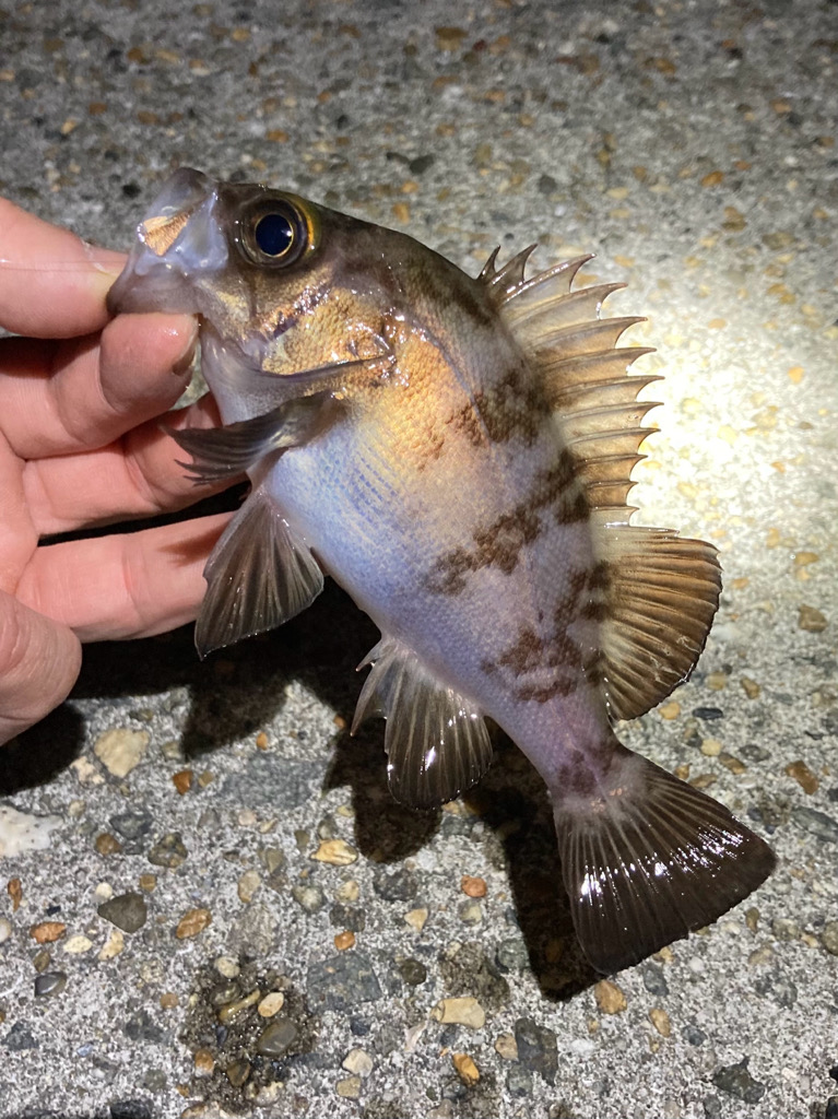 安定して来ました