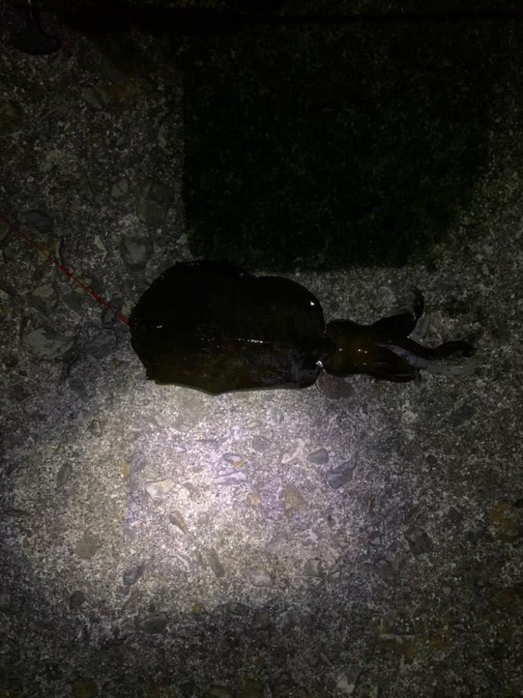 アオリイカ釣り