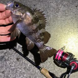 アフタースポーン メバリング