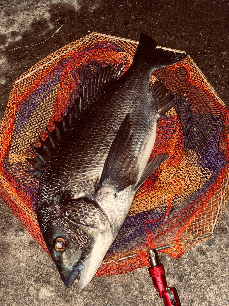 ヘチってきました