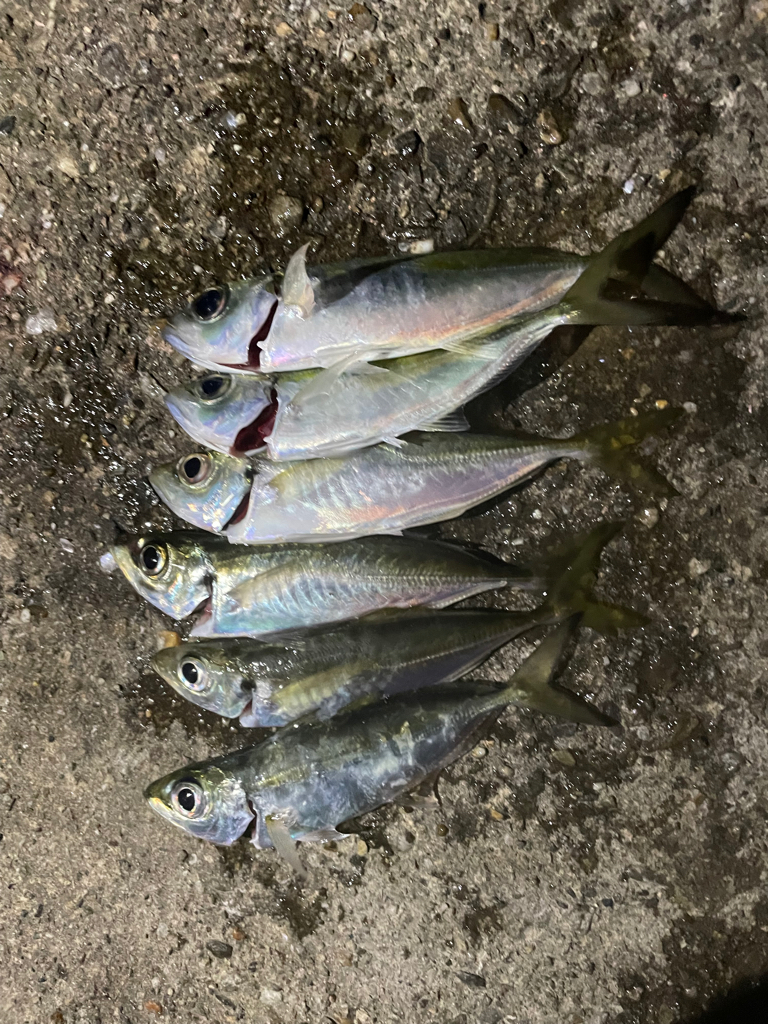 極寒のアジング