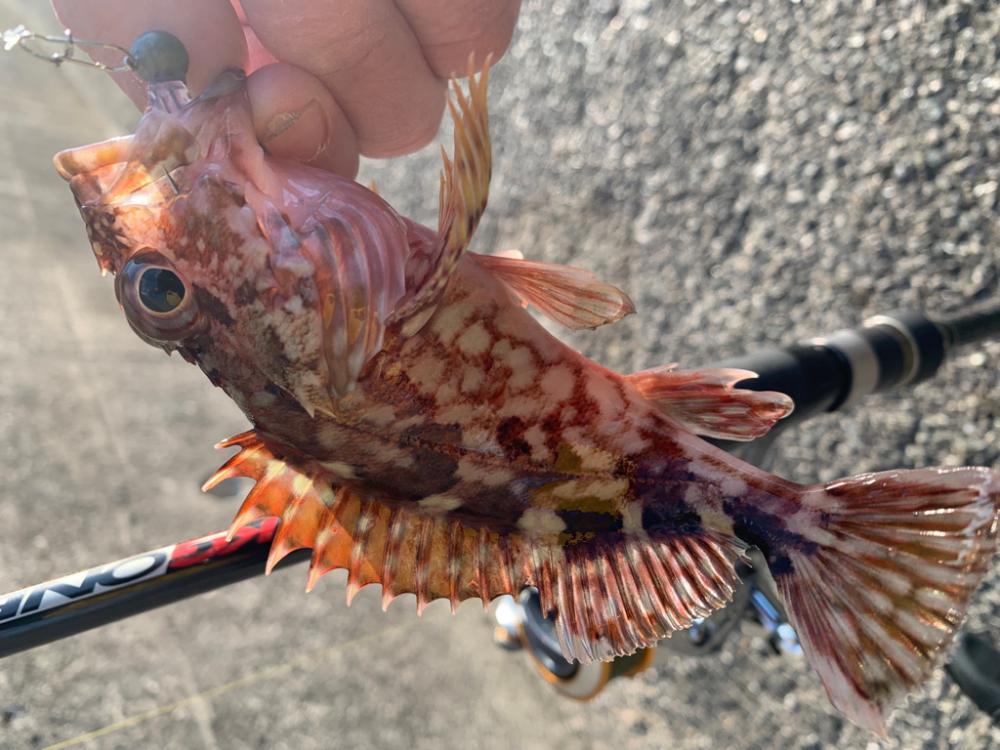 やっと釣れたのがこのサイズ