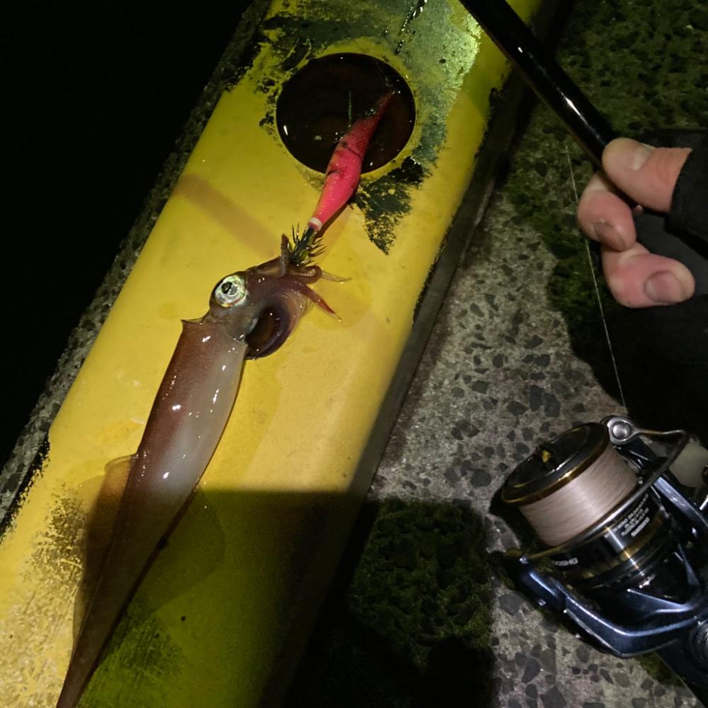 ヤリイカエギングin呼子