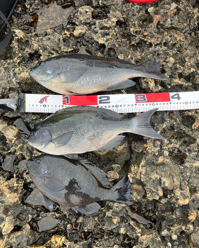 寒グレ　フカセ釣り