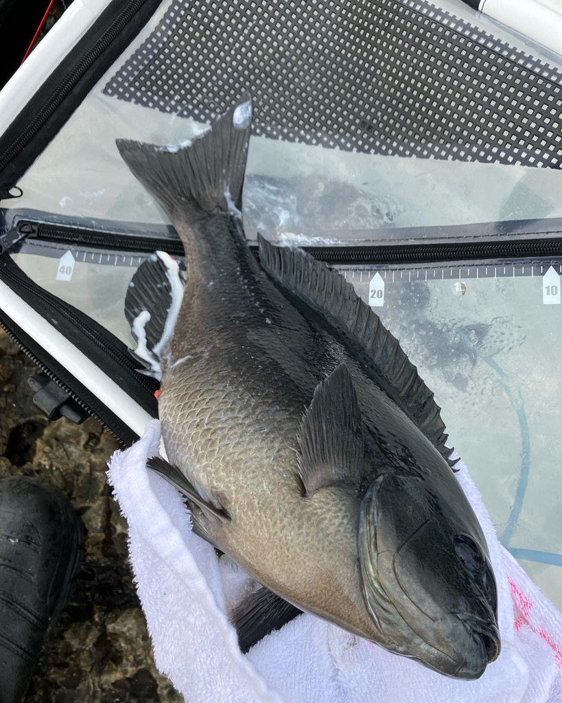 寒グレ ラストスパート