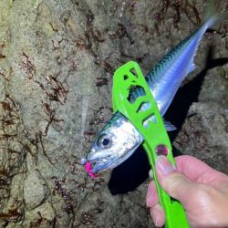 ヤリイカ釣りのはずが激渋アジングのみでした