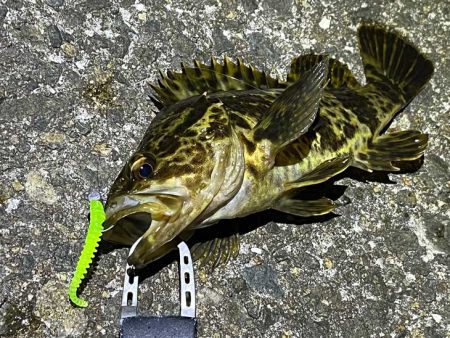 リグデザインのリブリブでメバリング｜姫路で…