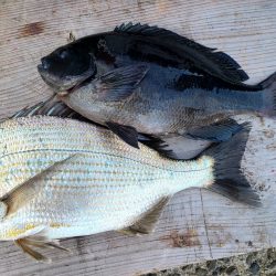 和歌山市江（吉丸渡船）の磯でグレ釣り