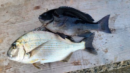 和歌山市江（吉丸渡船）の磯でグレ釣り