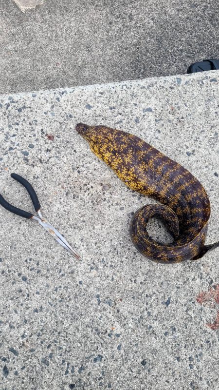 和歌山 御坊の堤防でウツボ釣り