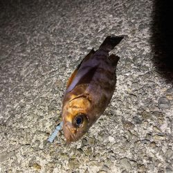 やっぱり渋いメバリング