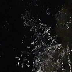 フラットフィッシュ