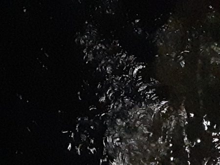 フラットフィッシュ