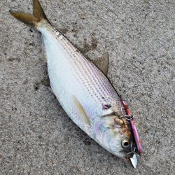 雨上がりそうなのて出撃してみました
