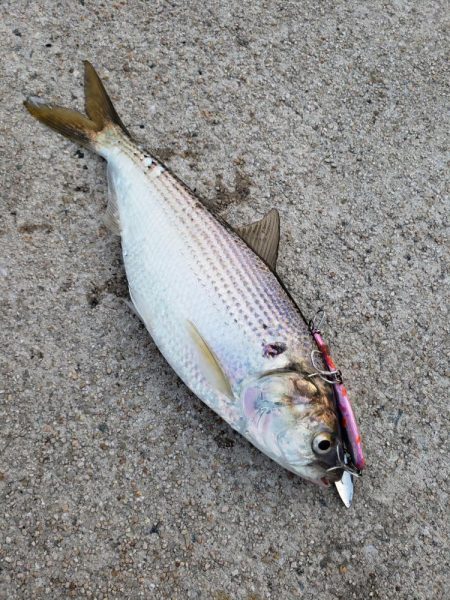 雨上がりそうなのて出撃してみました