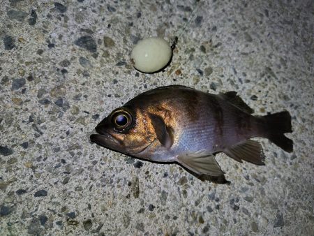 久しぶりの釣行