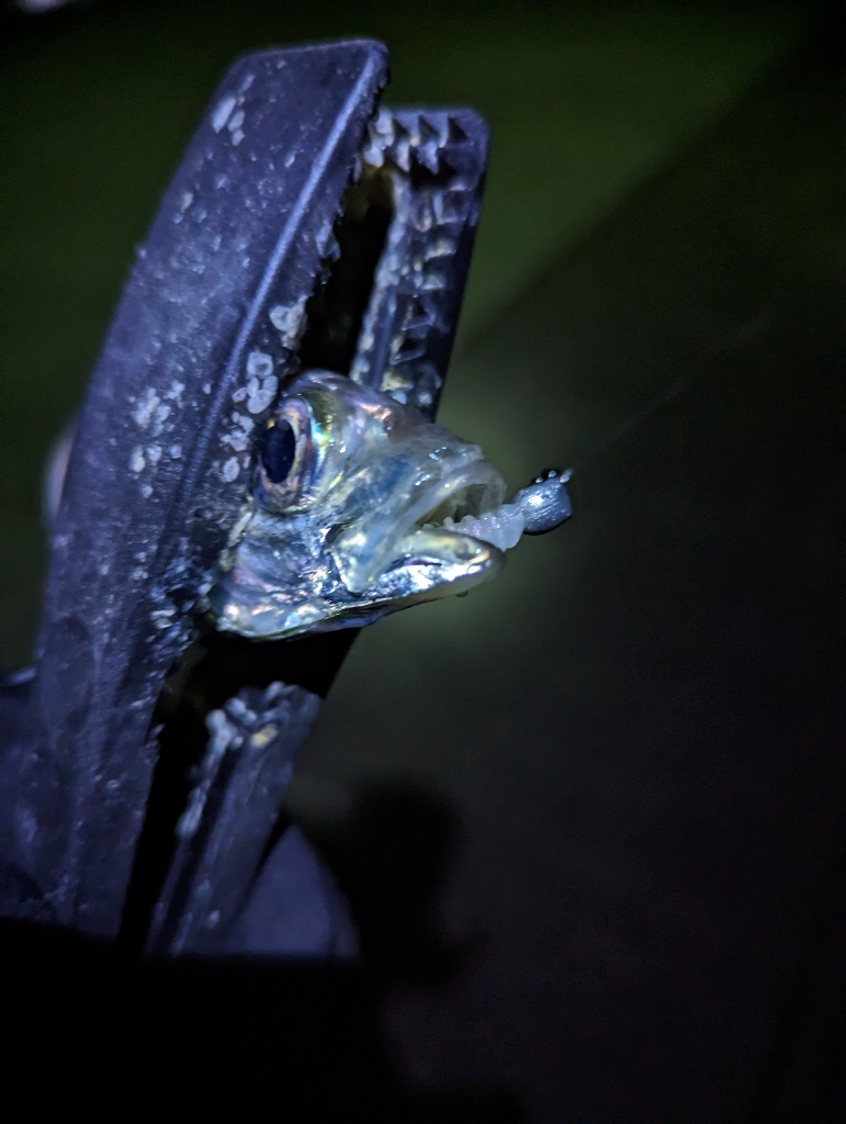 陸っぱり釣行記