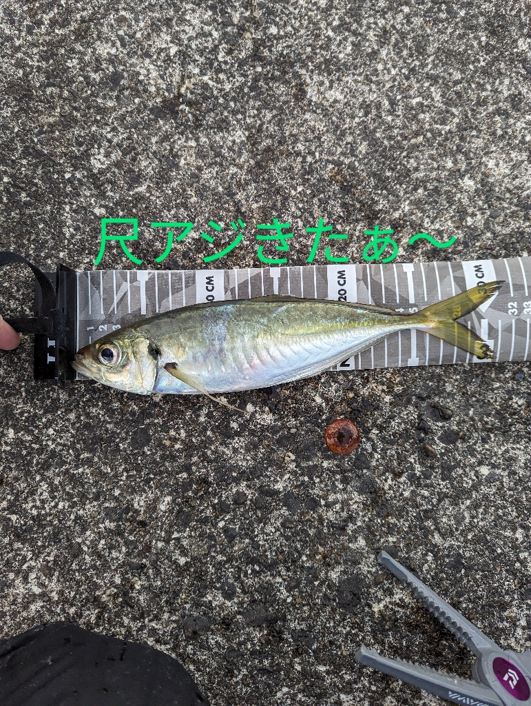 陸っぱり釣行記