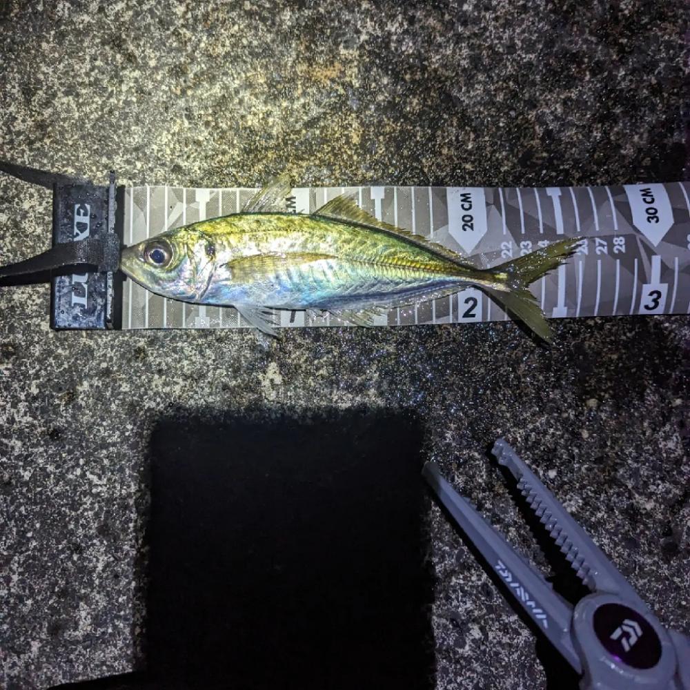 陸っぱり釣行記