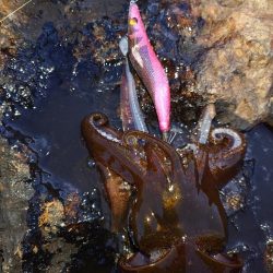 月夜エギングin対馬