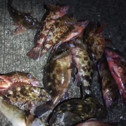 唐揚げ食べたい