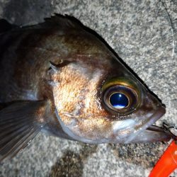 makopenでメバルプラッギング